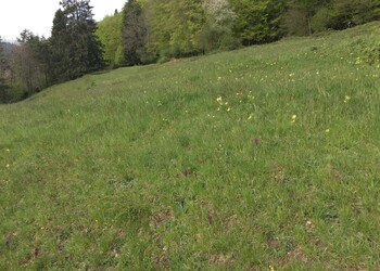 Pâturage sec de valeur identifié lors des relevés de terrain (hors inventaire JU)