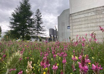 Etat initial (juin 2022) – Prairie fleurie en milieu urbain