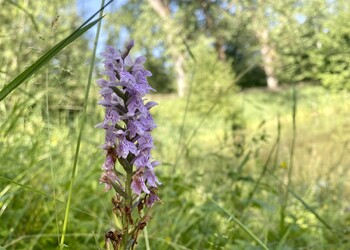 Etat initial (juin 2022) – Certains espaces verts appartenant à la ville contiennent des plantes protégées, comme cette Orchis de Fuchs (𝘋𝘢𝘤𝘵𝘺𝘭𝘰𝘳𝘩𝘪𝘻𝘢 𝘮𝘢𝘤𝘶𝘭𝘢𝘵𝘢 subsp. 𝘧𝘶𝘤𝘩𝘴𝘪𝘪)