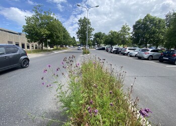 Etat initial (juin 2022) – Les ilots routiers végétalisés permettent de connecter les espaces verts entre eux et jouent également un rôle dans l'atténuation des ilots de chaleur par rapport à des ilots en bitume.