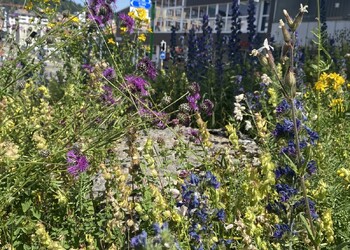 Etat initial (juillet 2022) – Flore diversifiée au milieu d'un rond-point.