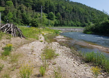 Protection contre les crues et revitalisation de la Birse à Soyhières et Courroux (JU)
