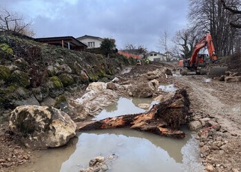 Travaux (novembre 2025) – Intégration de gros troncs avec souches en pied de berge pour créer de la diversité morphologique