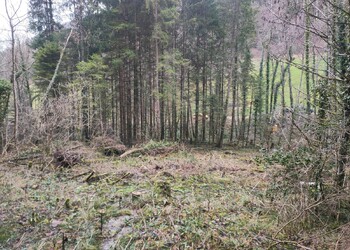 Etat initial (décembre 2025) – Forêt de Gentie Pran à Delémont avant les interventions