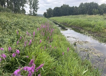 Revitalisation du canal d'Entreroches à Bavois, Orny et Pompaples (VD)