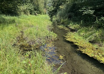 Etat réalisé (août 2026) - développement de la végétation 5 ans après les mesures