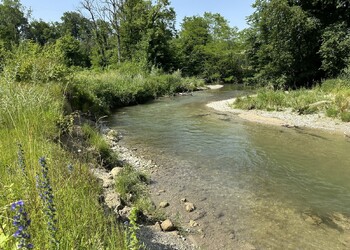Contrôle des effets de la revitalisation de la Venoge à Echandens (VD)