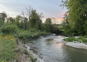Etat réalisé (avril 2025) - évolution du cours d'eau et développement de la végétation 6 ans après les travaux