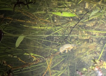 Triton alpestre femelle observé dans une mare du site (avril 2025)