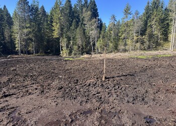 Etat réalisé (octobre 2025) – Vue du secteur en fin de chantier, les surfaces travaillées seront progressivement recolonisées naturellement par les plantes typique du marais.