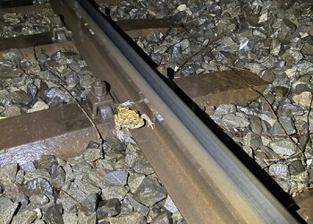 Etat initial (mars 2025) – couple de crapauds communs (Bufo bufo) se déplaçant en amplexus le long des voies et ne parvenant pas à traverser cet obstacle