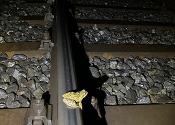 Etat initial (mars 2025) – grenouille rousse (Rana temporaria) ayant parvenu à sauter sur le rail mais présentant de hauts risques de mortalité