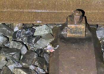 Etat initial (mars 2025) – preuve de mortalité d’une grenouille rousse au pied d’un rail