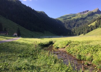Pâturage de basse et moyenne altitude, prairie à populage, et ourlet hygrophile d'altitude