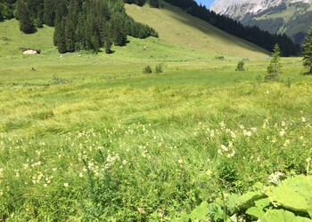 Prairie à populage au premier plan et magnocariçaie au deuxième plan