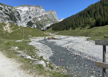 Cartographie de la zone alluviale de Bargis à Trin et Flims (GR)