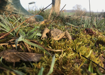Crapaud commun (Bufo bufo)