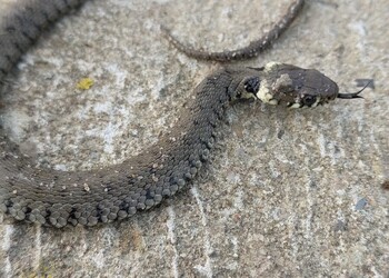 Couleuvre à collier (Natrix helvetica) utilisant également les passages sous la route)