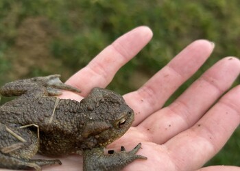 Crapaud commun (Bufo bufo)