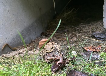 Suivi d'efficacité des ouvrages de protection des amphibiens à Damphreux (JU)