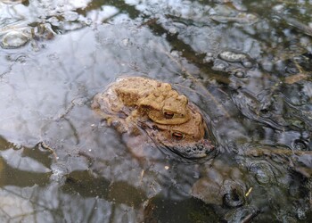 Crapauds communs libérés dans l'étang des Coeudres