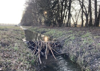 Etat initial (janvier 2022) – Activité importante du castor le long du Canal (secteur amont).
