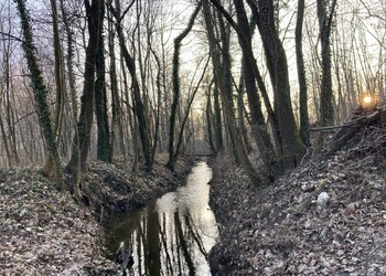Etat initial (janvier 2022) – Ecomorphologie relativement naturelle et absence de conflit, contexte forestier (secteur aval).