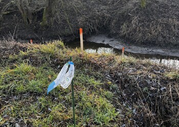 Travaux (février 2026) – les répondants régionaux de l’association Beaverwatch veille à la protection des terriers suspectés d’être utilisés dans l’enceinte du chantier.