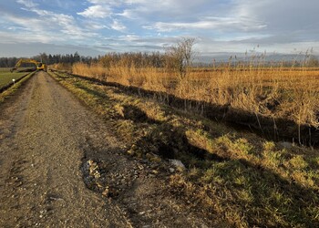 Travaux (février 2026) – certains anciens terriers inhabités sont bien visibles jusque dans le coffre du chemin agricole (secteur amont).