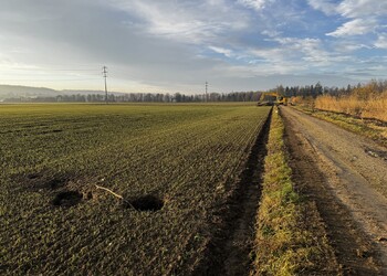 Travaux (février 2026) – certains anciens terriers inhabités sont bien visibles jusque dans les champs au-delà du chemin agricole (secteur amont).