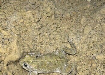 Crapaud calamite (Epidalea calamita), statut En danger en Suisse. Courrendlin, 2026