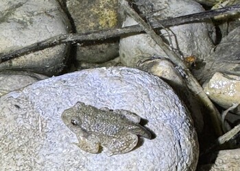 Crapaud accoucheur (Alytes obstetricans) venant de terminer sa métamorphose, statut Vulnérable en Suisse. Courrendlin, 2026