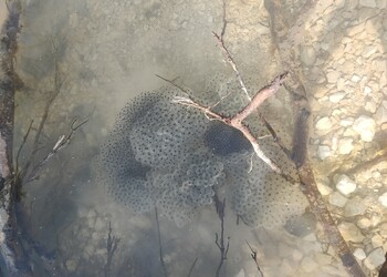Etat réalisé (mars 2026) – Pontes de Grenouille rousse dans l’une des mares de la parcelle voisine.