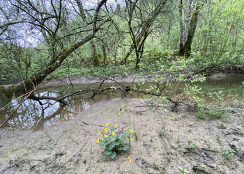 Site IBN Bellefontaine: bras secondaire du Doubs