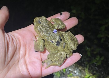 Crapaud commun (Bufo bufo)