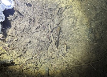 2 mois après les travaux, des larves de Salamandre tachetée (Salamandra salamandra) ont déjà été observées