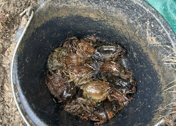 Grandes quantités de grenouilles rousses dans les seaux de la barrière temporaire