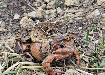 Grenouilles rousses en amplexus