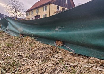 Sauvetage et suivi de la migration d'amphibiens à Soulce (JU)