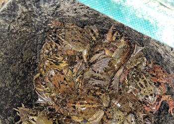 Grandes quantités de grenouilles rousses dans les seaux de la barrière temporaire