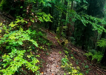 Piste de VTT pilote à Courtételle