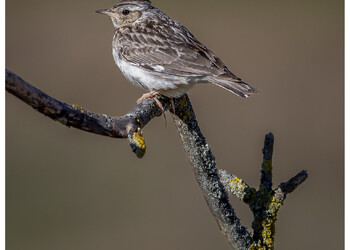 Alouette lulu (Lullula arborea). ©Ignacio Ferre