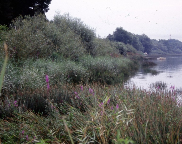 Stabilisation de berges en zone de marées