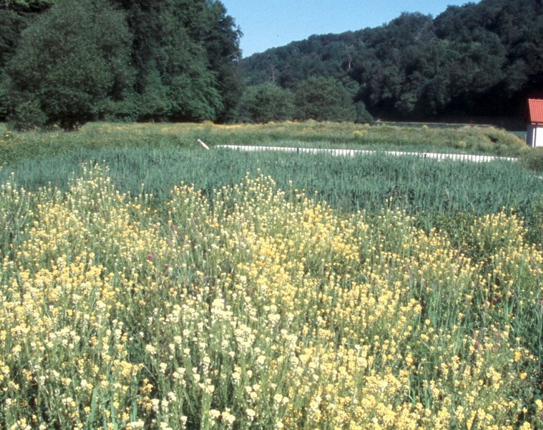 Station d‘épuration sur filtres plantés de roseaux 