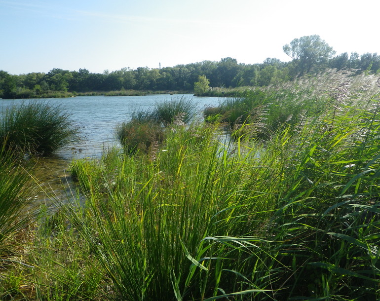 Création de hauts-fonds et diversification des berges