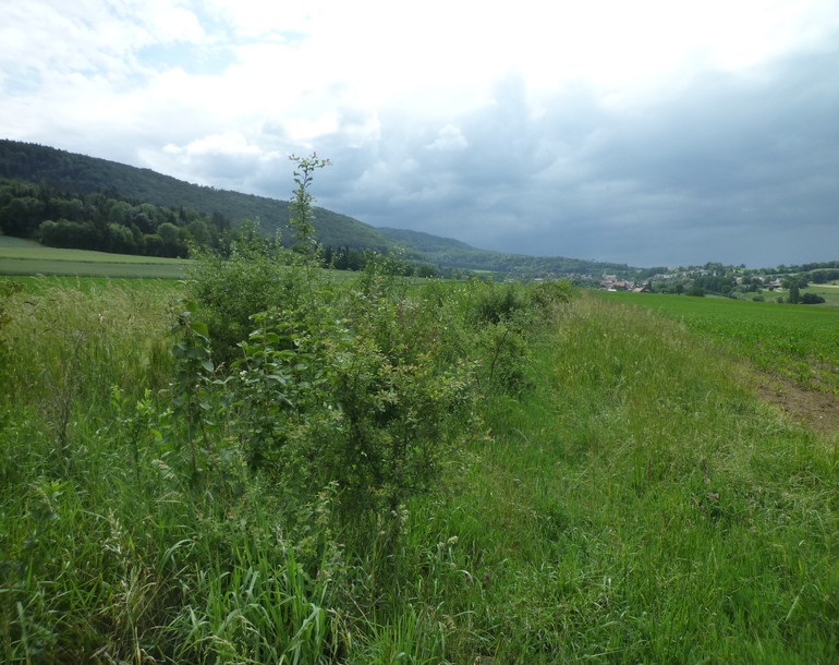 Etude nature et compensations écologiques