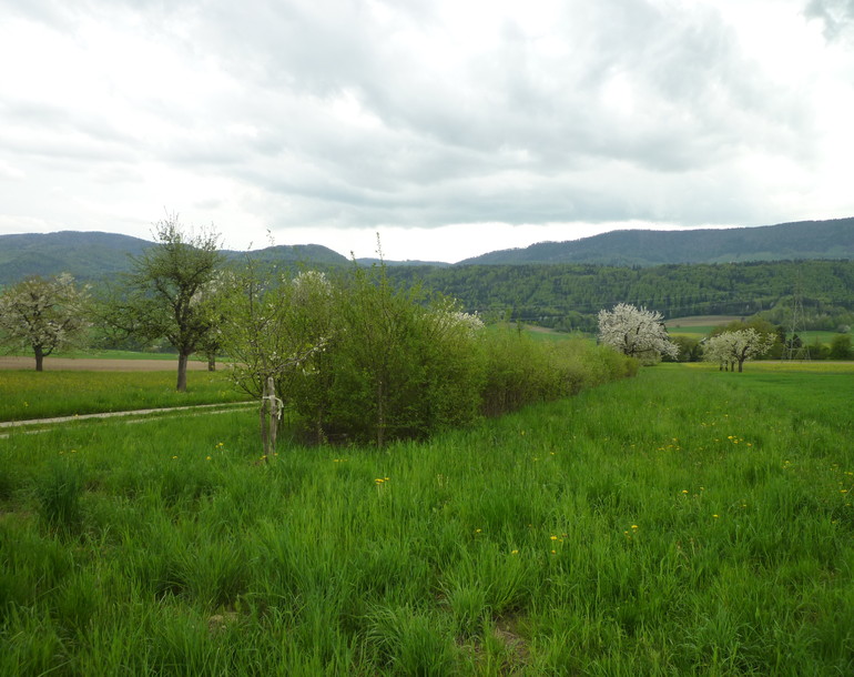 Etude nature et compensations écologiques