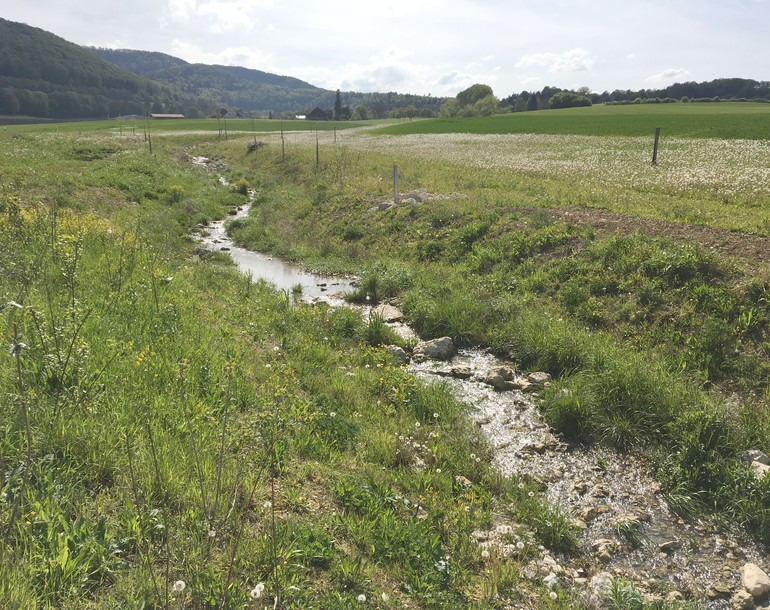 Revitalisation de ruisseaux et compensations écologiques