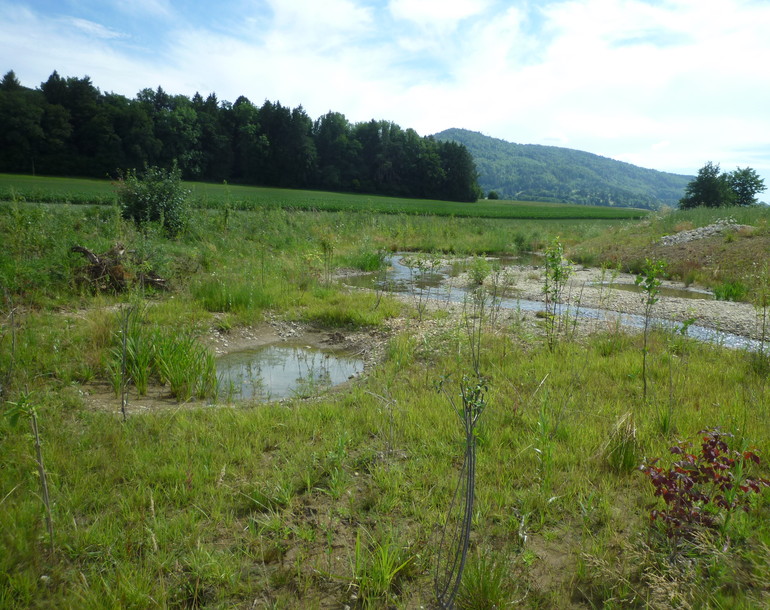 Revitalisation de ruisseaux et compensations écologiques