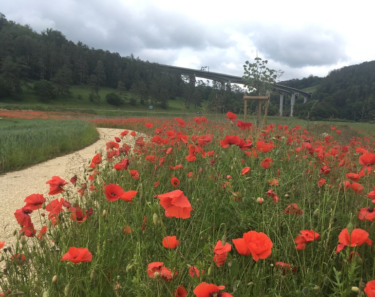 Mesure de remplacement de biotope